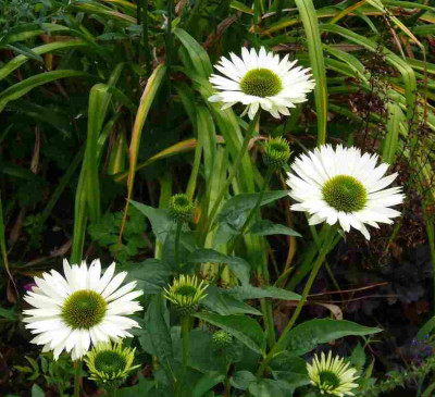 Echinacea-Virgin-13-1a.jpg