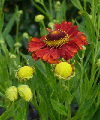 Helenium-unbekannt1a.jpg