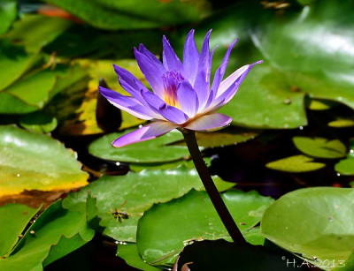 nymphaea_blau.jpg