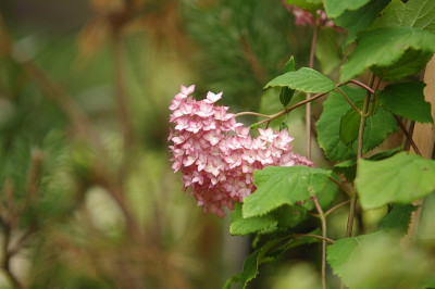 IMGP9298.jpg