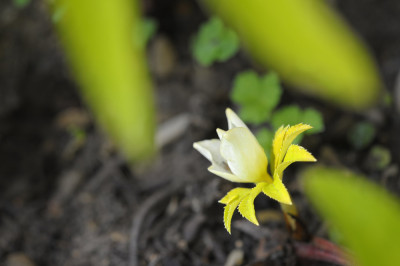 sommerhelleborus.jpg
