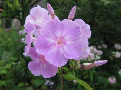 Phlox_Silberlachs_130804.jpg