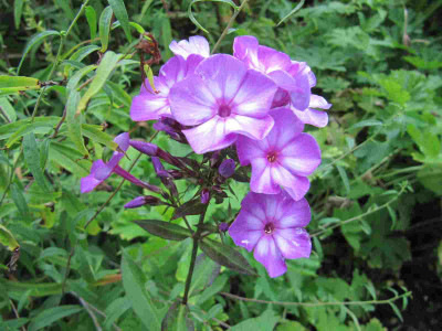 uspech_oder_wsds_130804.jpg