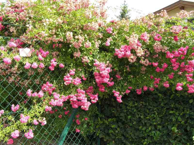 rosenhecke.jpg