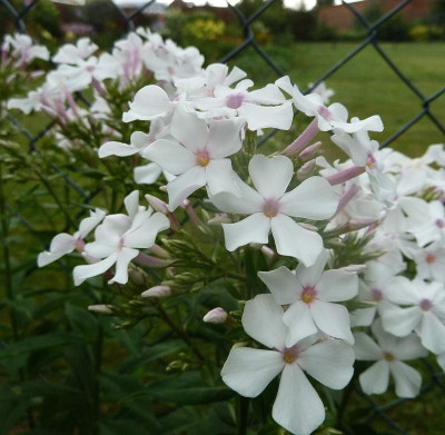 Phlox_Anneke_P10809571.jpg