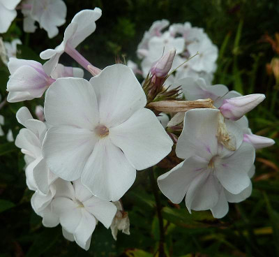Phlox_wei_rosa_Stiel_und_Zeichnung_P10809581.jpg