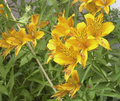 Alstroemeria_aureaRimg0719.JPG