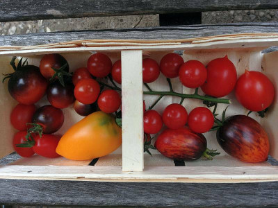 tomatenernte_20130804_zg.jpg