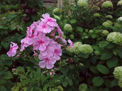 hoher-rosa-phlox_cf_20130804_zg.jpg