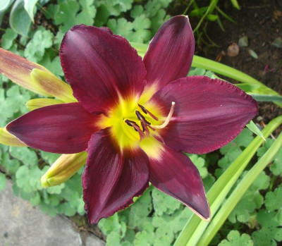 k-Berlin_Black_Purple.JPG