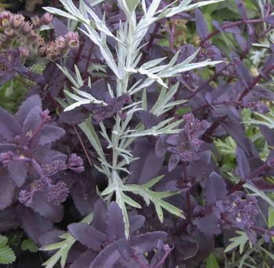 Sedum_Purple_EmperorRimg0722.JPG