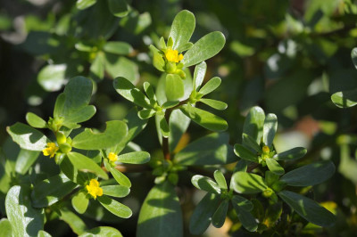 Portulaca_oleracea.jpg