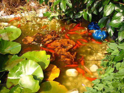 Goldfische_1.jpg