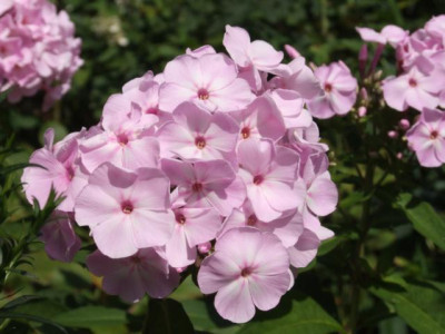 DSCF1203.JPG