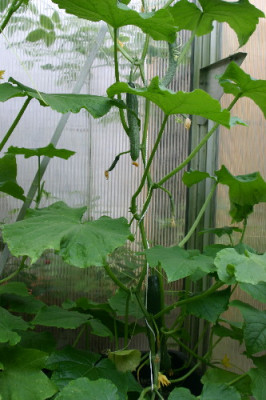 Gurke-Juni-1.jpg