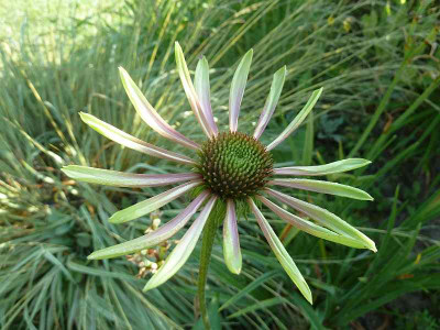 Echoinacea_Green_Envy_P10900021.jpg