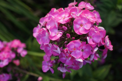 Betty-Marguerite.jpg