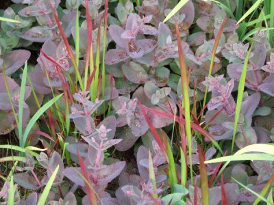 2008_0624Garten20080014.jpg