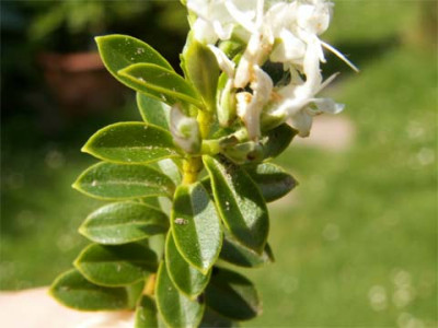 Buxus-1.jpg