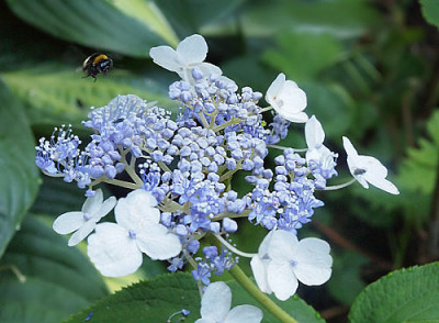 IIX_Hydrangea.jpg
