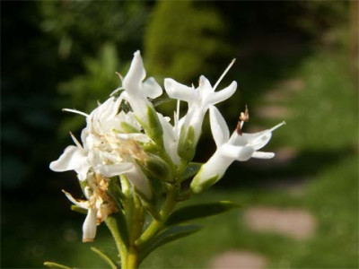 Buxus-2.jpg