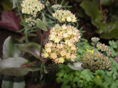 DSC752.JPG