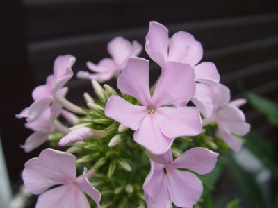 DSC756.JPG
