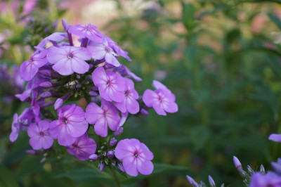 Davids_Lavender.jpg
