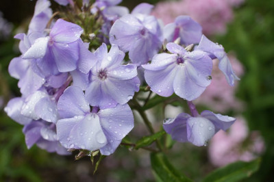 Lilac_Time.jpg