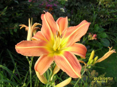 Orange_Acht2_SALZ.jpg
