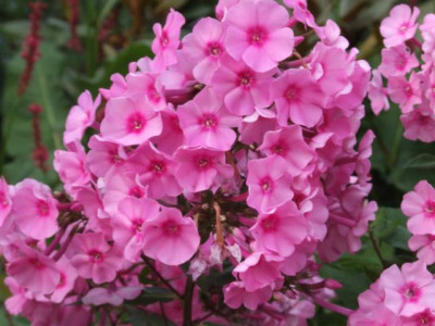 DSCF1211.JPG