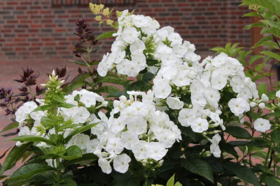 weier_Phlox.jpg