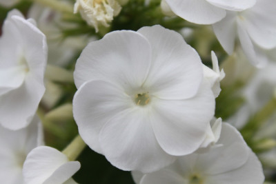 weier_Phlox_Einzelblute.jpg
