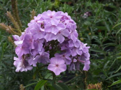DSCF1216.JPG