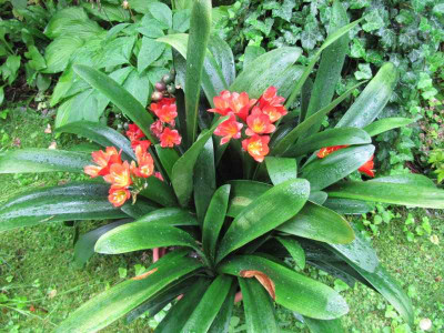 Clivia_130807.jpg