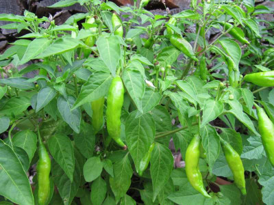 Hot_Lemon_130808.jpg