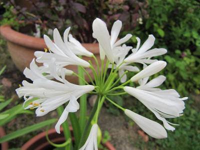 Aga_White_Jasmin_130808.jpg