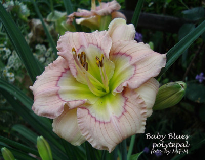 Imgp1329-BabyBlues-poly.jpg
