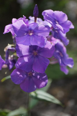 Multiblue_I.jpg