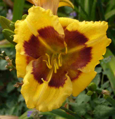 BlackEyedSusan-13-2a.jpg