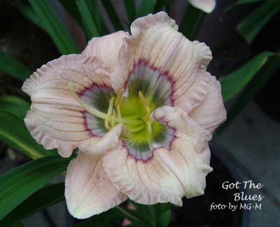 Imgp1333-GotTBlues.jpg