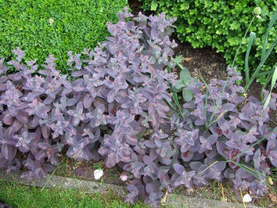 Sedum_Karfunkelstein.JPG