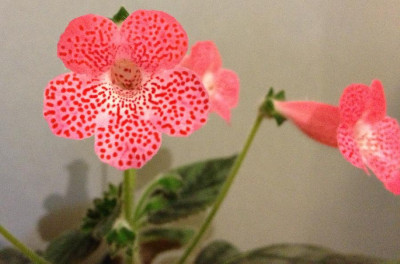 Kohleria_Sunshine_08-2013_600x600_100KB.jpg