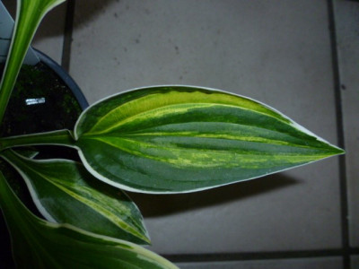 P1000860_640x480.jpg