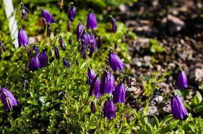 Campanula_pulla_1200x1200_80KB.jpg