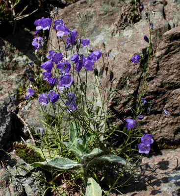 Campanula_A_1200x1200_80KB.jpg