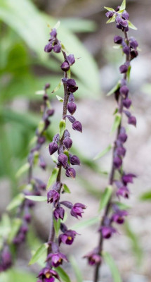 Epipactis_atrorubens_1200x1200_80KB.jpg