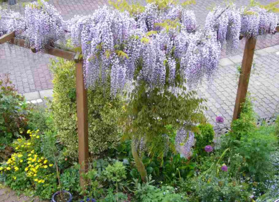 Wisteria.13-1a.jpg