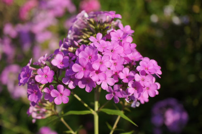 Hesperis.jpg