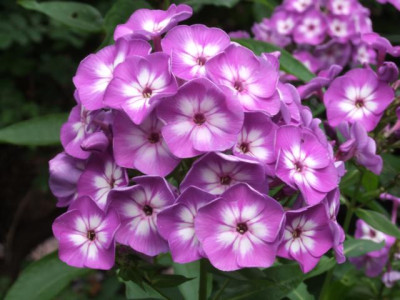DSCF1218.JPG